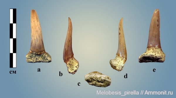 палеоген, зубы, зубы акул, датский ярус, Волгоград, даний, Eychlaodus, Synechodontiformes, Eychlaodus lundgreni, teeth, shark teeth