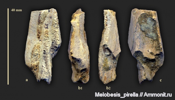 мел, химеры, Chondrichthyes, Holocephali, Пензенская область, Ischyodus, кампан, Chimaeriformes, Campanian, Cretaceous, Пенза, Малая Сердоба, Ischyodus bifurcatus