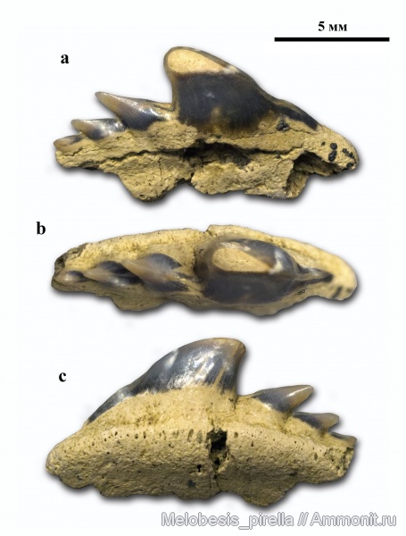 меловой период, маастрихт, Hexanchiformes, Волгоград, Maastrichtian, Cretaceous