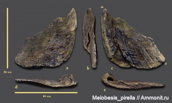 мел, химеры, Chondrichthyes, Holocephali, Пензенская область, кампан, Chimaeroidei, Campanian, Cretaceous, Amylodon