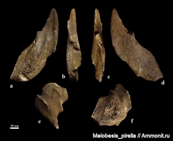 мел, химеры, Chondrichthyes, Holocephali, Пензенская область, Ischyodus, кампан, Chimaeriformes, Campanian, Cretaceous, Пенза, Ischyodus bifurcatus