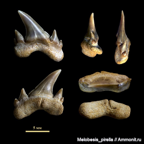 мел, рыбы, зубы, зубы акул, кампан, Волгоград, Campanian, Cretaceous, fish, teeth, shark teeth