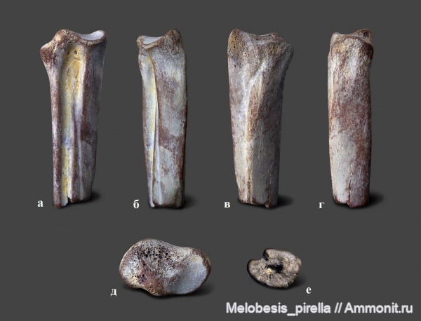 мел, птицы, позвоночные, кампан, Волгоградская область, Hesperornis, Волгоград, Campanian, гесперорнисы, Hesperornithiformes, Hesperornis rossicus