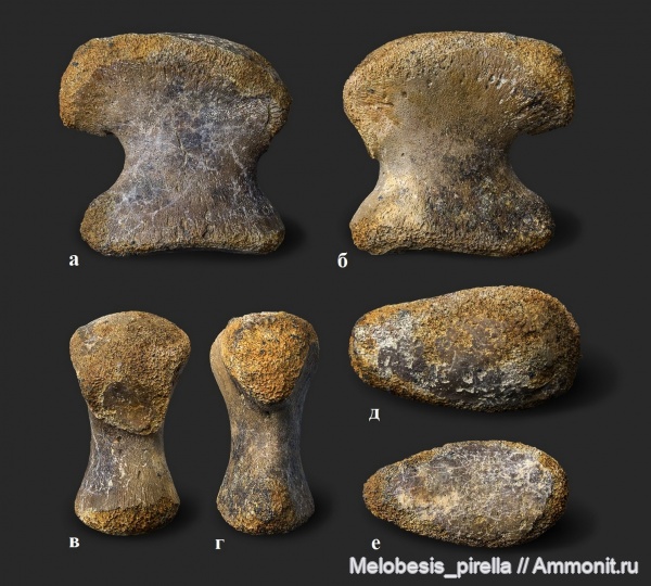 рептилии, мел, мозазавры, маастрихт, Волгоградская область, Mosasaurus, Mosasauridae, Волгоград, Maastrichtian, Cretaceous, Mosasaurus Hoffmanni, элемент ласта морской рептилии