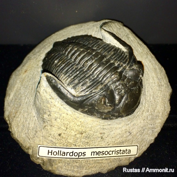 трилобиты, Hollardops, Hollardops mesocristata