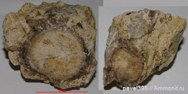 карбон, кораллы, Рязанская область, Palaeosmilia murchisoni