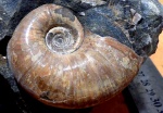 Lytoceras.