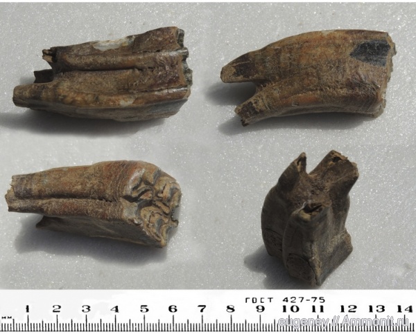 окаменелости, зубы, Fossils, teeth