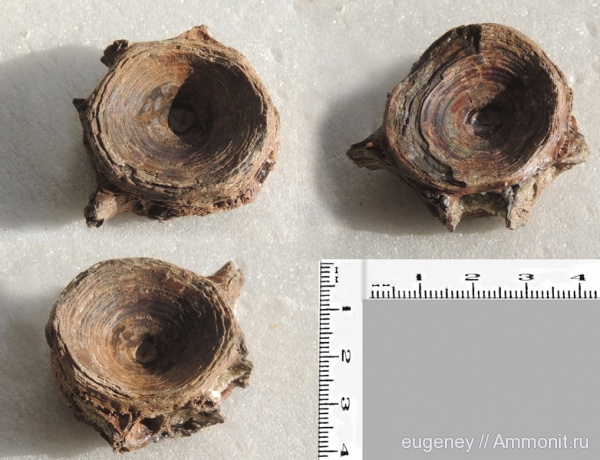 окаменелости, мел, Fossils, Cretaceous