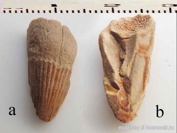 окаменелости, мел, мезозой, нижний мел, Fossils, Cretaceous, Lower Cretaceous