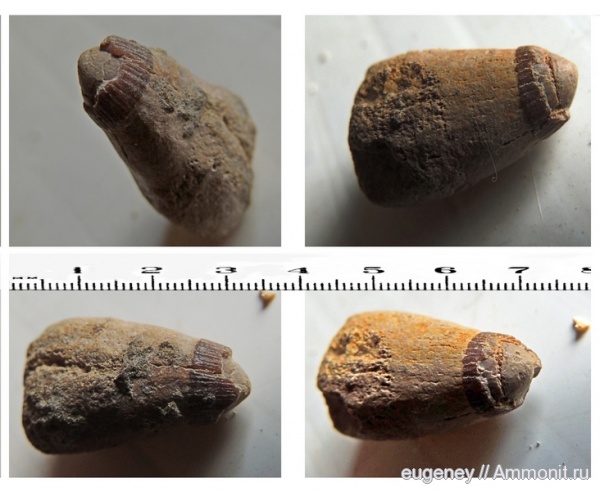 окаменелости, мел, ихтиозавры, мезозой, нижний мел, Fossils, Cretaceous, Lower Cretaceous