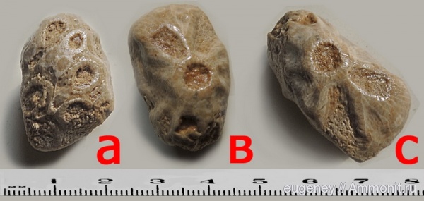 окаменелости, мел, мезозой, нижний мел, Fossils, Cretaceous, Lower Cretaceous