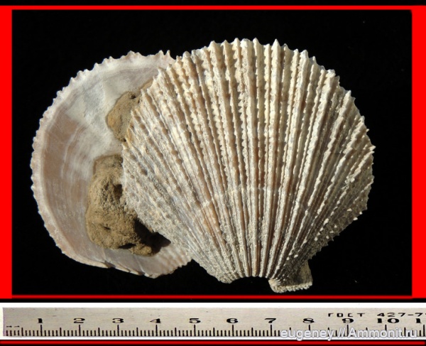 окаменелости, моллюски, двустворки, Fossils, Pectinidae, Борщево