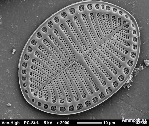 водоросли, голоцен, микропалеонтология, диатомовые, Антарктика