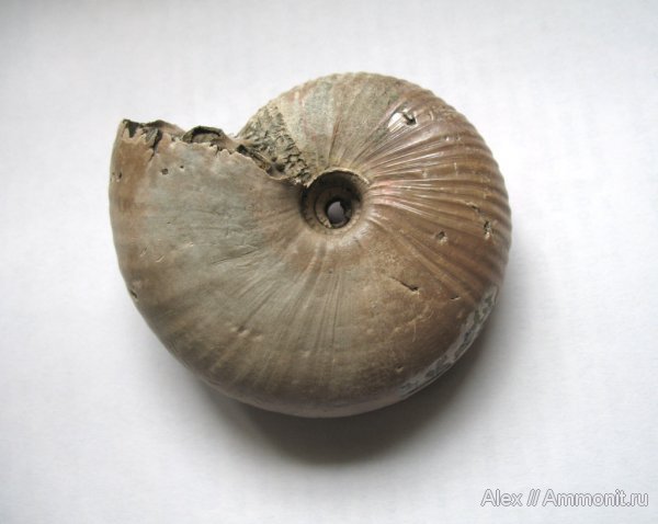 аммониты, Михайлов, Funiferites, юрский период, келловей, Funiferites allae, Cadoceratinae, Cardioceratidae, Ammonites, Callovian, Jurassic, Middle Jurassic