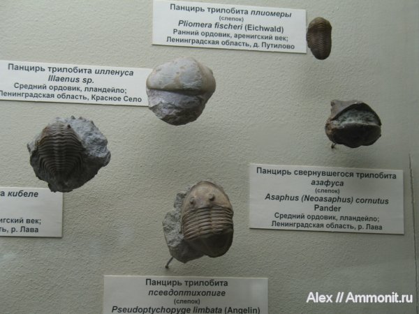 трилобиты, ордовик, Путилово, Asaphus, Illaenus, музеи, ПИН, Pliomera, Pseudoptychopyge, р. Лава, Ordovician