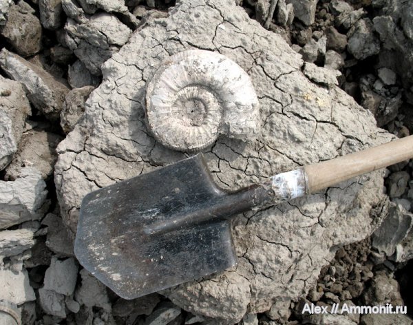 аммониты, юра, Михайлов, Binatisphinctes, макроконхи, келловей, Perisphinctidae, Binatisphinctes mosquensis, Ammonites, Змеинка, Macroconchs, Callovian, Jurassic, Middle Jurassic