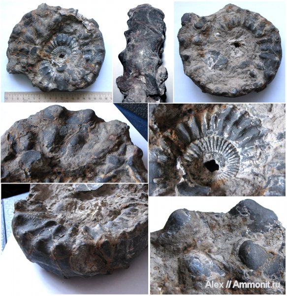 аммониты, юра, Михайлов, келловей, Peltoceras, Ammonites, Peltoceratinae, Змеинка, Aspidoceratidae, Callovian, Jurassic, Middle Jurassic