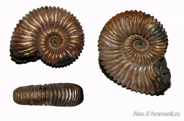 аммониты, юра, Михайлов, оксфорд, Peltoceras, Ammonites, Peltoceratinae, Aspidoceratidae, Oxfordian, Jurassic