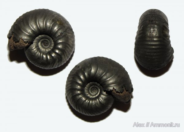 аммониты, юра, Михайлов, келловей, ранние Quenstedtoceras, Eichwaldiceras, Cadoceratinae, Cardioceratidae, Ammonites, Quenstedtoceratinae, Callovian, Jurassic, Middle Jurassic