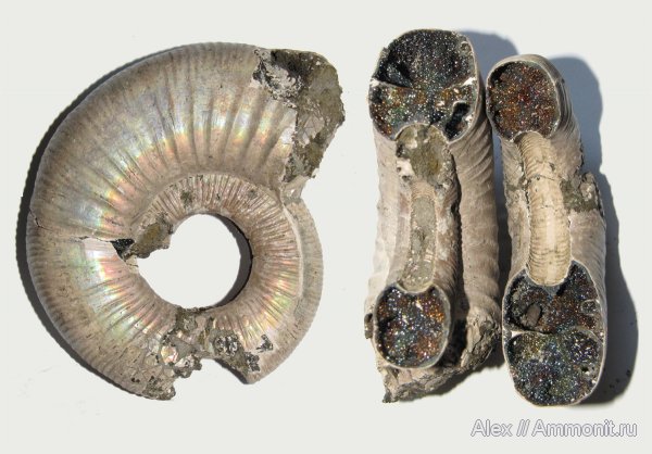 аммониты, юра, Михайлов, Binatisphinctes, келловей, Perisphinctidae, Binatisphinctes mosquensis, Ammonites, Callovian, Jurassic, Middle Jurassic