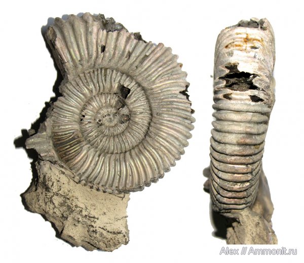 аммониты, юра, оксфорд, Peltoceras, Спартак, Peltoceratoides, Ammonites, Peltoceratinae, Aspidoceratidae, Oxfordian, Jurassic