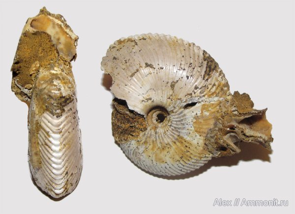 аммониты, юра, нижний келловей, келловей, Chamoussetia, Cadoceratinae, Cardioceratidae, Ammonites, Callovian, Jurassic, Middle Jurassic, Lower Callovian