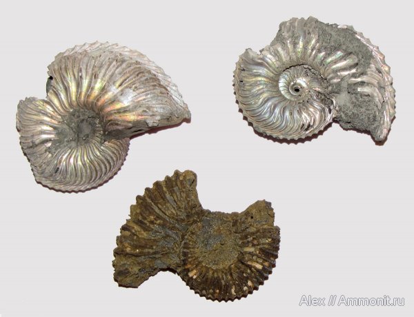 аммониты, юра, Cardioceras, оксфорд, Peltoceras, прижизненные повреждения, Cardioceratidae, Ammonites, Cardioceratinae, вентральные укусы, Oxfordian, Jurassic