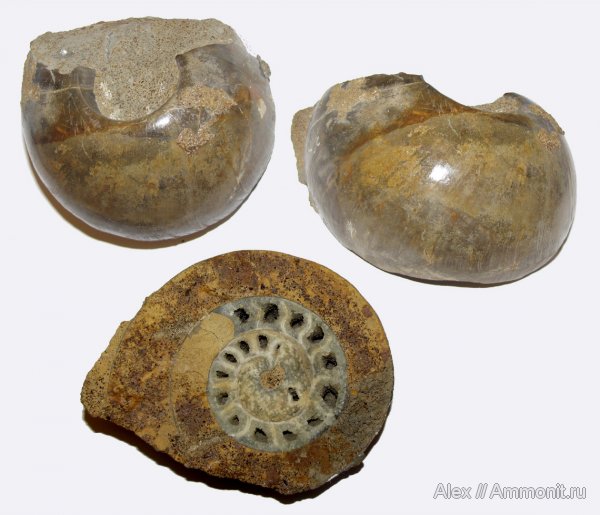 аммониты, юра, нижний келловей, келловей, Rondiceras, Никитино, Rondiceras tcheffkini, Cadoceratinae, Ammonites, Callovian, Jurassic, Middle Jurassic, Lower Callovian