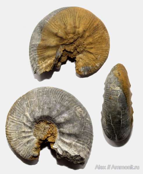 аммониты, юра, Kosmoceras, келловей, Никитино, Kosmoceratidae, Kosmoceras planicerclus, Ammonites, Callovian, Jurassic, Middle Jurassic