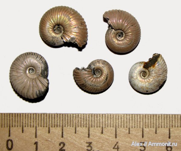 аммониты, юра, Funiferites, Quenstedtoceras, Спартак, ранние Quenstedtoceras, Eichwaldiceras, Cardioceratidae, Ammonites, Jurassic