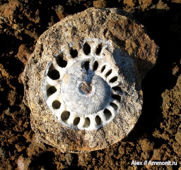 аммониты, нижний келловей, келловей, Rondiceras, Никитино, Rondiceras tcheffkini, Cadoceratinae, Ammonites, Callovian, Middle Jurassic, Lower Callovian