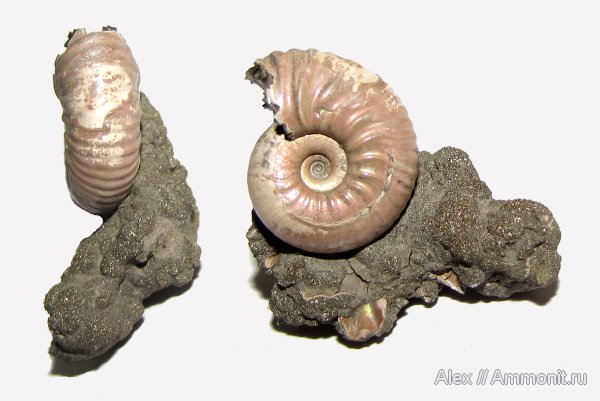 аммониты, юра, Михайлов, келловей, Спартак, ?, ранние Quenstedtoceras, Eichwaldiceras, Cardioceratidae, Ammonites, Callovian, Jurassic, Middle Jurassic