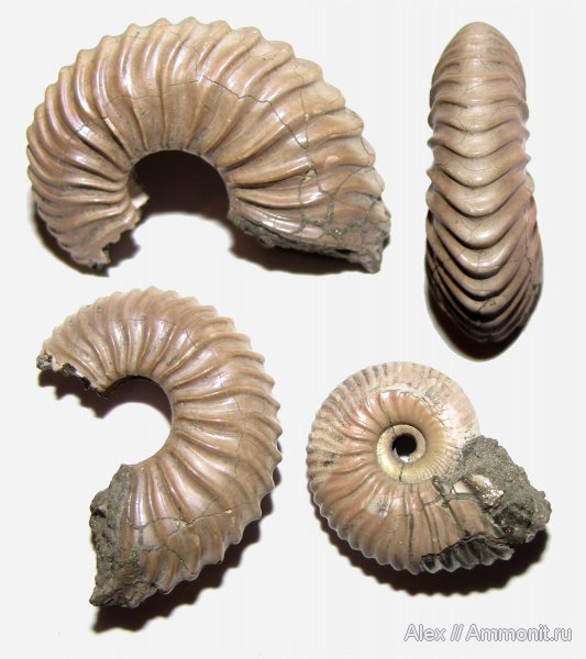 аммониты, юра, келловей, Pseudocadoceras, Спартак, ?, Cadoceratinae, Longoceras, Cardioceratidae, Ammonites, Longaeviceras, Callovian, Jurassic, Middle Jurassic