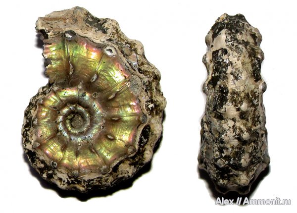 аммониты, юра, Михайлов, Kosmoceras, келловей, Kosmoceratidae, Kosmoceras aculeatum, Ammonites, Callovian, Jurassic, Middle Jurassic