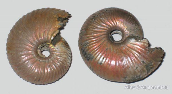 аммониты, юра, Михайлов, Funiferites, келловей, Pseudocadoceras, Cadoceratinae, Cardioceratidae, Ammonites, Callovian, Jurassic, Middle Jurassic