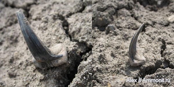 Пески, рыбы, зубы, акулы, Sphenodus, зубы акул, Sphenodus longidens, Synechodontiformes, fish, teeth, shark teeth, sharks