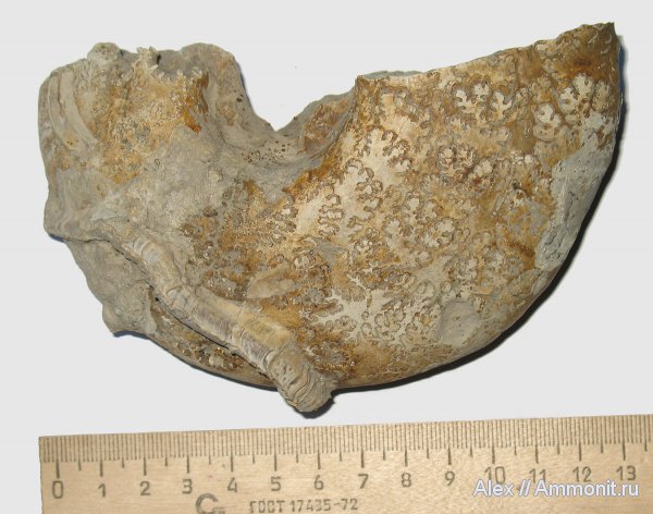 аммониты, юра, Пески, серпулы, Quenstedtoceras, Serpulidae, Ammonites, Propomatoceros, Propomatoceros lumbricalis, Jurassic