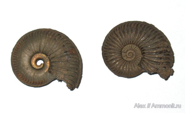 аммониты, юра, Бронницы, оксфорд, Amoeboceras, верхний оксфорд, Ammonites, Amoeboceras koldeweyense, Oxfordian, Upper Oxfordian, Jurassic