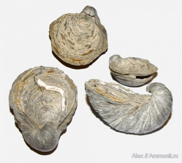 юра, келловей, Gryphaea, Спартак, Gryphaea dilatata, Gryphaeidae, Callovian, Jurassic, Middle Jurassic