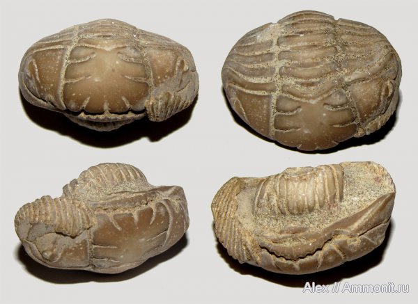 ордовик, р. Волхов, Pliomera, Pliomera fischeri, Cheiruroidea, Pliomeridae, Ordovician