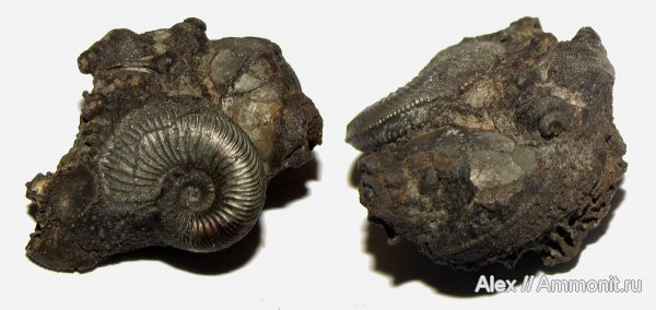 аммониты, оксфорд, Amoeboceras, верхний оксфорд, Dicroloma, Amoeboceras alternoides, Ammonites, Oxfordian, Upper Oxfordian