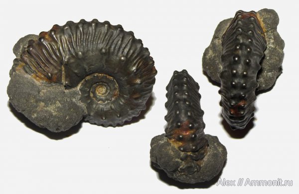 аммониты, юра, Kosmoceras, келловей, Kosmoceratidae, Ammonites, Kosmoceras lithuanicum, Callovian, Jurassic, Middle Jurassic