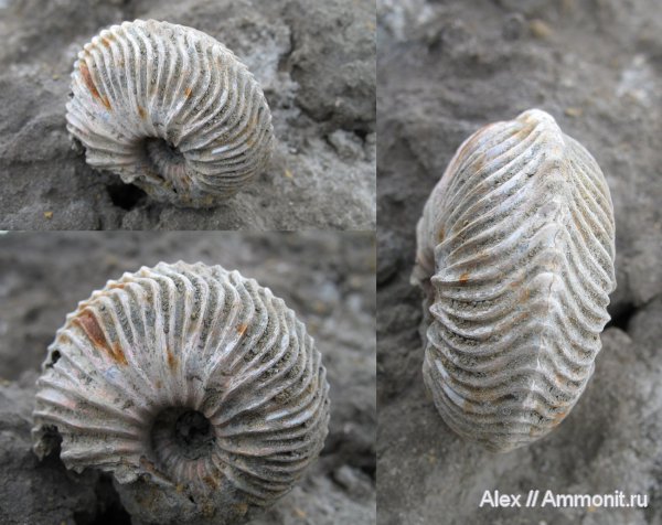 аммониты, юра, Михайлов, Cardioceras, оксфорд, юрский период, Pachycardioceras, Cardioceratidae, Ammonites, Cardioceratinae, Oxfordian, Jurassic