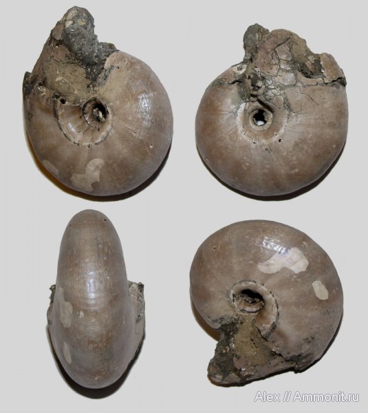 юра, Михайлов, Funiferites, келловей, прижизненная окраска, Funiferites allae, Cadoceratinae, Cardioceratidae, ammonite color pattern, Callovian, Jurassic, Middle Jurassic