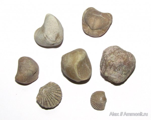 брахиоподы, ордовик, р. Волхов, Orthida, Porambonites, Pentamerida, Ordovician