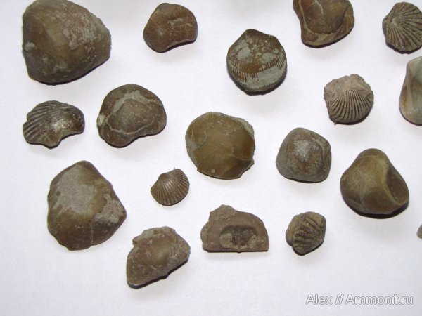 брахиоподы, ордовик, р. Волхов, Orthida, Porambonites, Pentamerida, Ordovician