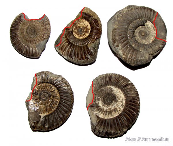 аммониты, прижизненные повреждения, Parkinsonia, Ammonites, Parkinsoniidae, вентральные укусы, ventral bite marks