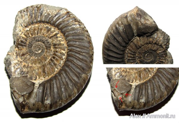 аммониты, юра, ушки, Parkinsonia, устье, Ammonites, Parkinsoniidae, Microconchs, lappets, Jurassic