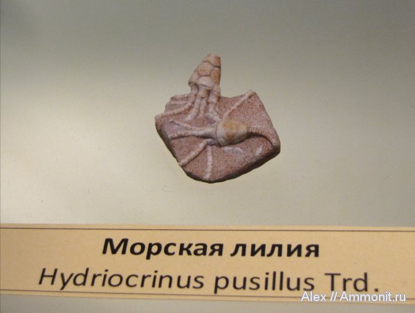 морские лилии, криноидеи, ПИН, Hydriocrinus, Hydriocrinus pusillus